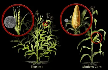 Teosinte Corn