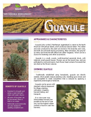 Guayule Fact Sheet