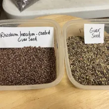 Untreated guar seeds (right) and inoculated guar seeds (left)