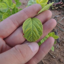 Iron deficiency symptoms on guar leaves