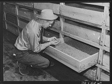 A researcher examines dry guayule seed in 1943