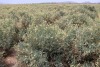 Adult guayule plants in an Arizona field